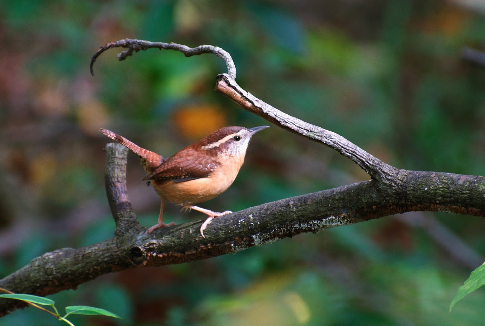 carolina wren carolina wren